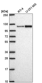 Anti-MTHFD1L Antibody