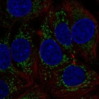 Immunofluorescent staining of human cell line MCF7 shows localization to mitochondria.