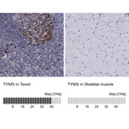 Anti-TYMS Antibody