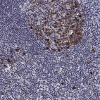 Immunohistochemical staining of human tonsil shows high expression.