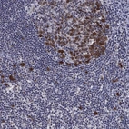 Immunohistochemical staining of human tonsil shows high expression.