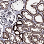 Anti-NELFCD Antibody