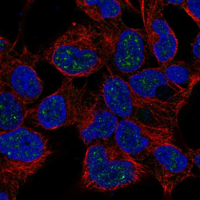Anti-NKX2-4 Antibody