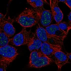 Anti-NKX2-4 Antibody