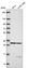 Anti-TP53RK Antibody