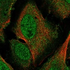 Immunofluorescent staining of human cell line U2OS shows localization to nucleoplasm & cytosol.