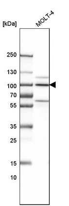 Western blot analysis in human cell line MOLT-4.