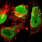 Immunofluorescent staining of human cell line U-251 MG shows localization to nucleoplasm, nucleoli & mitochondria.