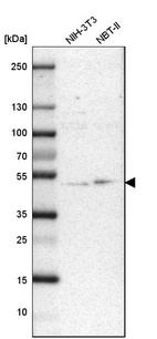 Western blot analysis in mouse cell line NIH-3T3 and rat cell line NBT-II.
