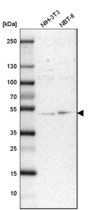 Western blot analysis in mouse cell line NIH-3T3 and rat cell line NBT-II.