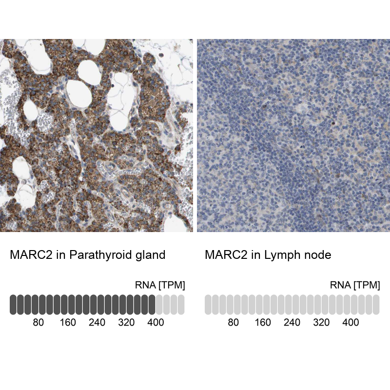 Anti-MARC2 Antibody