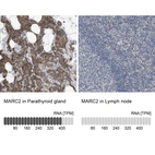 Anti-MARC2 Antibody