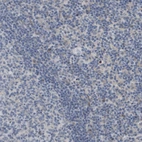 Immunohistochemical staining of human Lymph node shows very weak granular cytoplasmic positivity in non-germinal center cells.