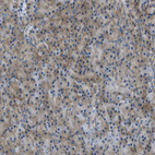 Immunohistochemical staining of human pancreas shows weak to moderate cytoplasmic positivity in exocrine glandular cells.