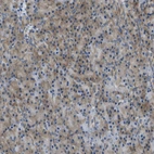 Immunohistochemical staining of human pancreas shows weak to moderate cytoplasmic positivity in exocrine glandular cells.