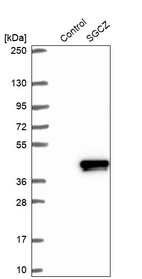 Western blot analysis in control (vector only transfected HEK293T lysate) and SGCZ over-expression lysate (Co-expressed with a C-terminal myc-DDK tag (~3.1 kDa) in mammalian HEK293T cells, LY408370).