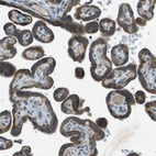 Immunohistochemical staining of human placenta shows strong granular cytoplasmic positivity in trophoblastic cells.