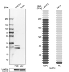 Western blot analysis in human cell lines Caco-2 and HeLa using Anti-NUDT4 antibody. Corresponding NUDT4 RNA-seq data are presented for the same cell lines. Loading control: Anti-GAPDH.