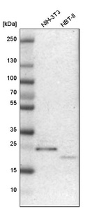 Western blot analysis in mouse cell line NIH-3T3 and rat cell line NBT-II.