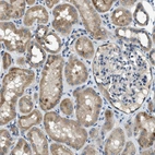 Immunohistochemical staining of human kidney shows moderate cytoplasmic positivity in cells in tubules.