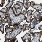Immunohistochemical staining of human placenta shows strong cytoplasmic and membranous positivity in trophoblastic cells.