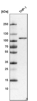 Western blot analysis in human cell line THP-1.