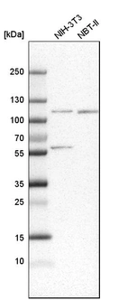 Western blot analysis in mouse cell line NIH-3T3 and rat cell line NBT-II.