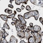 Immunohistochemical staining of human placenta shows strong cytoplasmic positivity in trophoblastic cells.