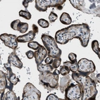 Immunohistochemical staining of human placenta shows strong cytoplasmic positivity in trophoblastic cells.