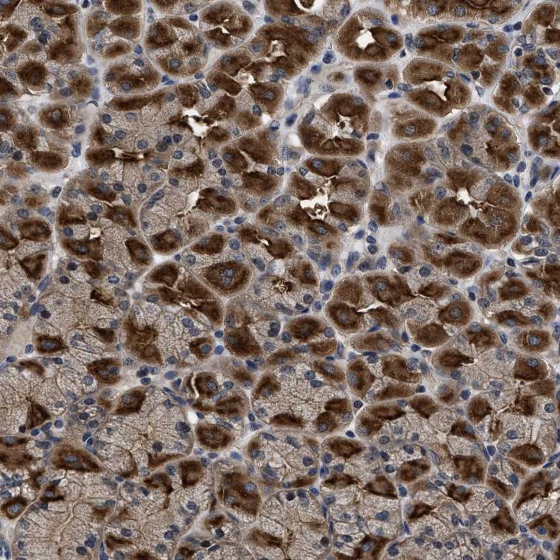 Anti-DNAJC14 Antibody