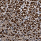 Anti-DNAJC14 Antibody