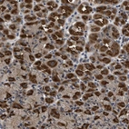 Anti-DNAJC14 Antibody