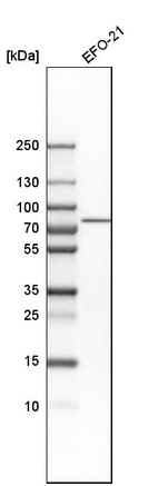 Anti-DNAJC14 Antibody