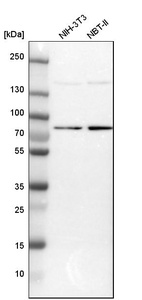 Western blot analysis in mouse cell line NIH-3T3 and rat cell line NBT-II.