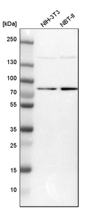 Western blot analysis in mouse cell line NIH-3T3 and rat cell line NBT-II.