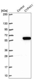 Western blot analysis in control (vector only transfected HEK293T lysate) and CYP4X1 over-expression lysate (Co-expressed with a C-terminal myc-DDK tag (~3.1 kDa) in mammalian HEK293T cells, LY406024).