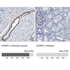 Anti-ACKR1 Antibody