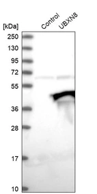 Western blot analysis in control (vector only transfected HEK293T lysate) and UBXN8 over-expression lysate (Co-expressed with a C-terminal myc-DDK tag (~3.1 kDa) in mammalian HEK293T cells, LY417141).