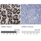 Anti-CNNM4 Antibody