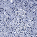 Immunohistochemical staining of human pancreas shows low expression as expected.