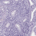 Immunohistochemical staining of human endometrium shows no positivity in glandular cells as expected.