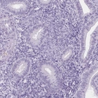 Immunohistochemical staining of human endometrium shows no positivity in glandular cells as expected.