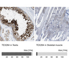 Anti-TEX264 Antibody