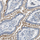 Immunohistochemical staining of human small intestine shows moderate cytoplasmic positivity in glandular cells.