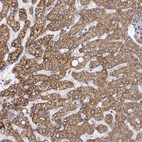 Immunohistochemical staining of human liver shows strong cytoplasmic positivity in hepatocytes.
