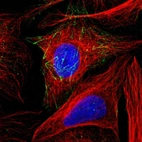 Immunofluorescent staining of human cell line U-2 OS shows localization to actin filaments.