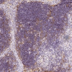 Anti-PRSS16 Antibody