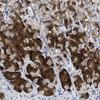 Immunohistochemical staining of human stomach shows moderate to strong cytoplasmic positivity in chief cells.