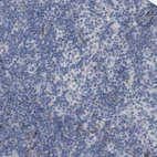 Immunohistochemical staining of human lymph node shows no positivity in non-germinal center cells as expected.