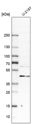 Western blot analysis in human cell line U-2197.